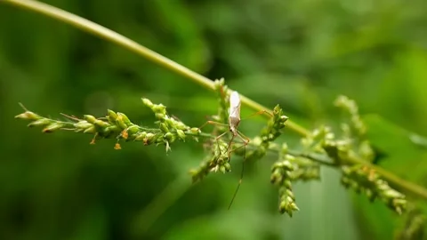 Insects and pests on leaf grass 스톡 동영상 219442481