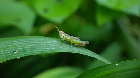 Insects and pests on leaf grass 스톡 동영상 219845695