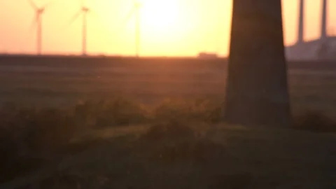 Insects and pollinators flying in dramatic golden red sunset fossil fuel plant Stock Footage 107051159