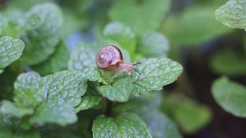 Insects and Snails Emerging in Nature During Early Spring Awakening Stock Footage 341871566