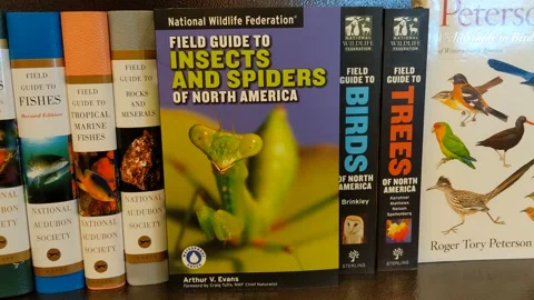 Insects and Spiders Field Guide | Stock Video | Pond5