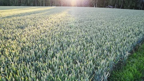 Insects and sun over wheat field Stock Footage 94954077