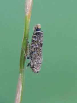 Insects and tree branches Stockfoto's