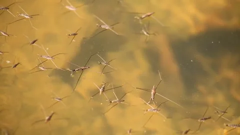 Insects and wildlife Stock Footage 342086679