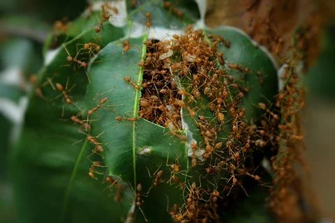 Insects and wildlife Stock Photos