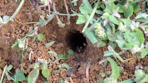 Insects ant foragers harvester Stock Footage 93440376