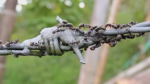 Insects ants collection Stock Footage 93440375