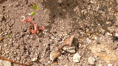 Insects Ants colony working on anthill construction in wildlife scenery Stock Footage 111696831