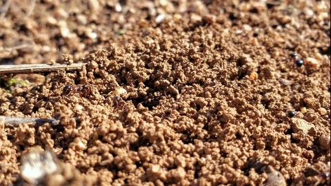 Insects Ants colony working on anthill in wildlife ecosystem, closeup view Stock Footage 120421982