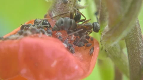 Insects ants graze aphids on plants, feeding on their honeydew milk close-up Stock Footage 254910054