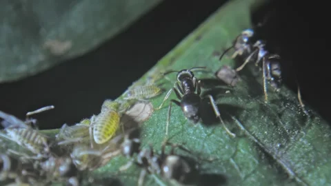 Insects ants graze aphids on plants, feeding on their honeydew milk close-up Stock Footage 254910156