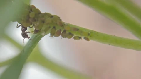 Insects ants graze aphids on plants, feeding on their honeydew milk close-up Stock Footage 254910286