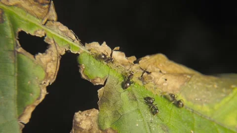 Insects ants graze aphids on plants, feeding on their honeydew milk close-up Stock Footage 254910481