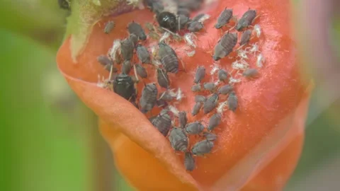 Insects ants graze aphids on plants, feeding on their honeydew milk close-up Stock Footage 254910599