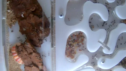 insects ants reapers | Stock Video | Pond5