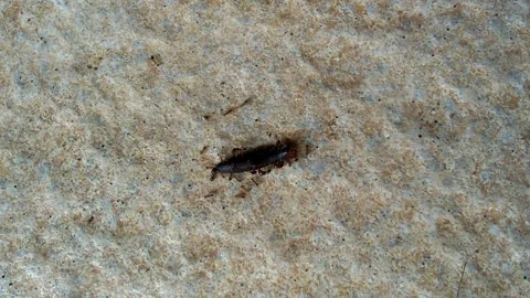 Insects are attacked by ants 動画素材 219913325