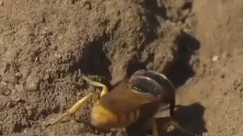 Insects are digging the ground Stock Footage 205028692