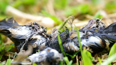 Insects are eating the bird corpse Stock Footage 49897060