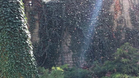 Insects are flying around a tree trunk covered with green ivy and a stone wall Video stock 335271280