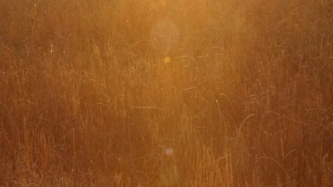 Insects are flying in sunset Stock Footage 120379257