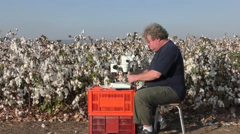 Insects are found on leafs under the microscope Stock Footage 56058140