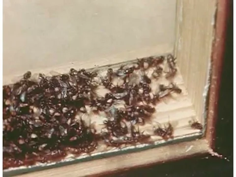 Insects are killed using DDT in the 1940s. Stock Footage 75000757