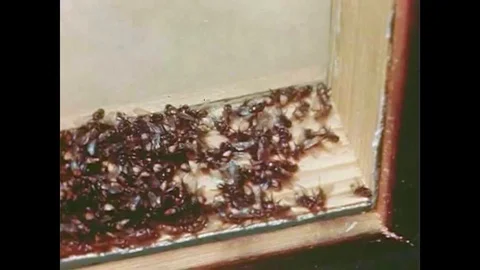Insects are killed using DDT in the 1940s. Stock Footage 141597706