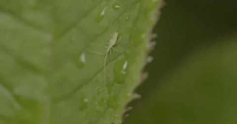The insects are on the leaves Video stock 150671571