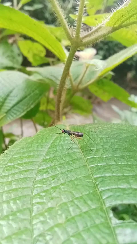 Insects are on the leaves Stock Footage 301420941