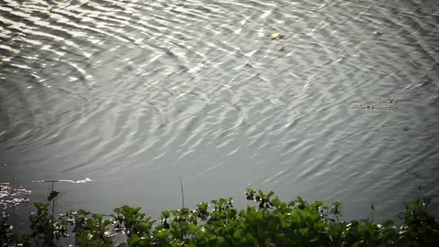 Insects are playing in the calm river water. Pictures of nature. Stock Footage 140106191