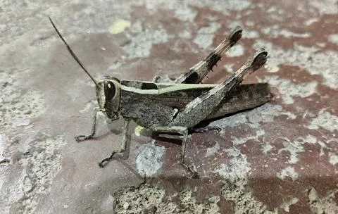 The insects are sitting and watching Stock Photos