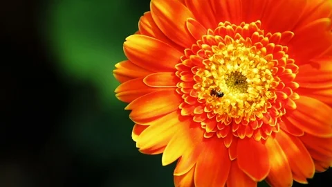 Insects are sucking nectar from pollen flowers. Stock Footage 100620549