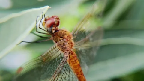 Insects are very useful for plants Stock Footage 313740802