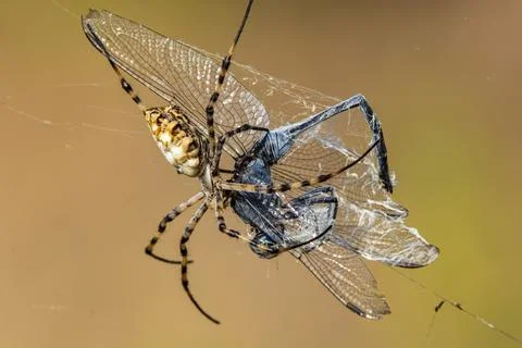  Insects, Argiope Spider eats a dragonfly Stock Photos