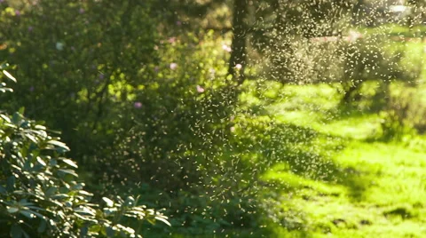Insects bask on the sunlight after born Видео 50261264