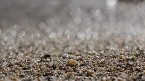 Insects on the beach of lake Видео 121942216