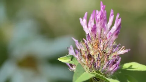 Insects. A beautiful weevil beetle (billbug) hides under a flower. Video stock 157363482