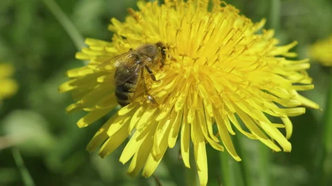 Insects Bee on dandelion 4k 50p Stock Footage 135449431