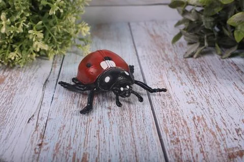 Insects bee ladybug and beetles Stock Photos