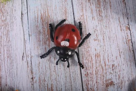 Insects bee ladybug and beetles Stock Photos