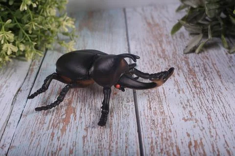 Insects bee ladybug and beetles Stock Photos