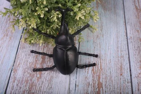 Insects bee ladybug and beetles Stock Photos
