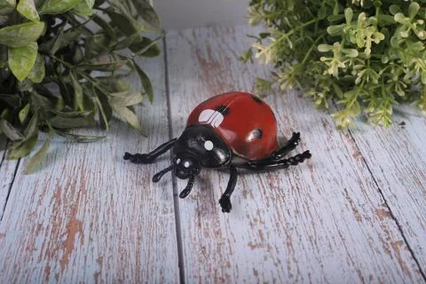 Insects bee ladybug and beetles Stock Photos