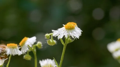Insects: bee with pollen sits on camomile Stock Footage 201692472
