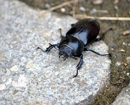 Insects - beetle Stock Photos