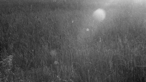 Insects Black &amp; White Stock Footage 120379219