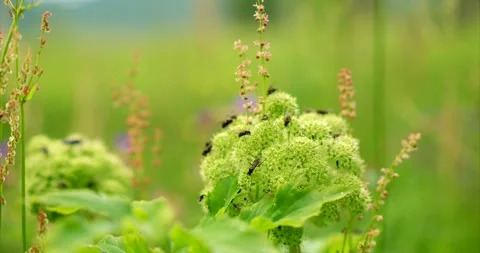 Insects on blossom Stock Footage 172543920