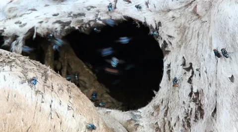 Insects - Blow flies swarming around a dead decaying animal carcass Stock Footage