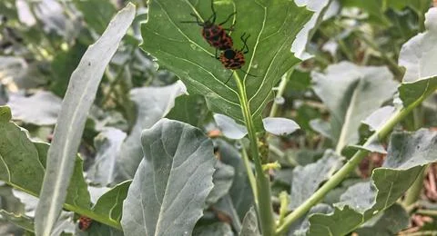 Insects breeding on the leaf Stock Photos