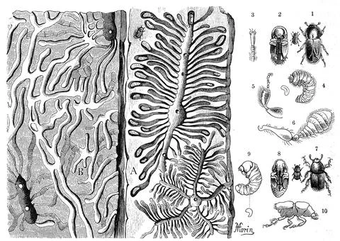 Insects, breeding site and development of the letterpress beetle, spruce bark Stock-Illustration